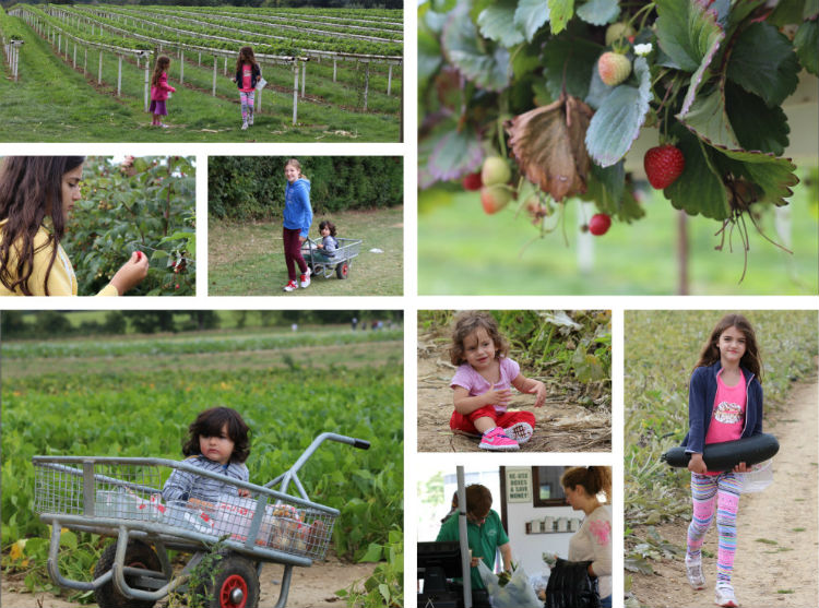 Sidepark Farm London