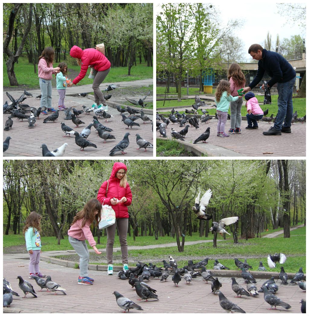 ציפורים בפארק