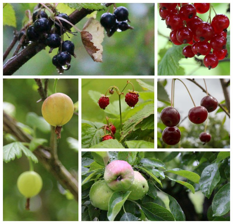 fruits